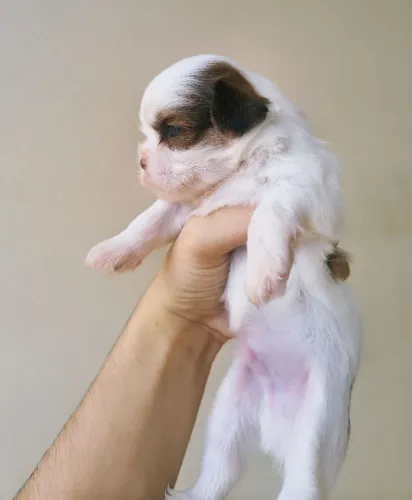 Shih Tzu macho fígado(olhos claros e focinho marrom)