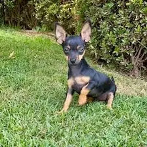 Procuro pinsher para doar,de preferência macho.