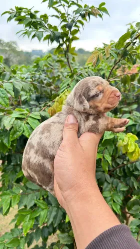 Dachshund miniatura