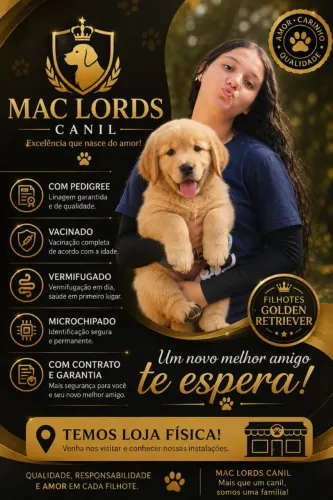 Golden Retriever Com Pedigree