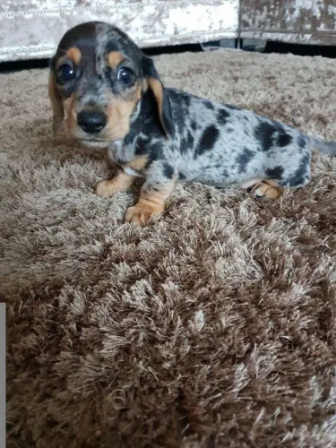 Um Novo Membro para Sua Família dachshund arlequim macho 