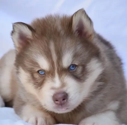 Filhote husky siberiano, A vida fica mais bonita com um filhotinho ao seu lado!