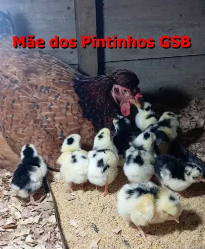 Pintinhos GSB para Vender