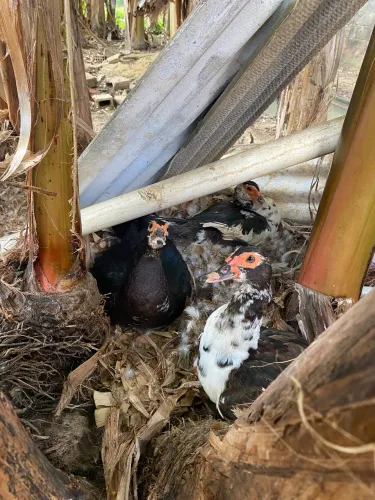 Patos ?