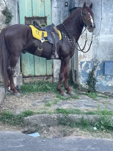 Cavalo