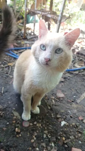 Gato amarelo alaranjado