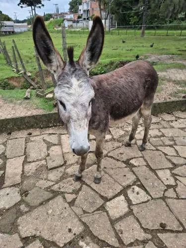 Jumento
