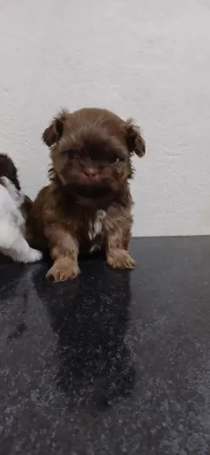 Vendo Shitzu