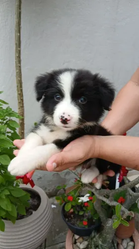 Boder collie filhotes lindos