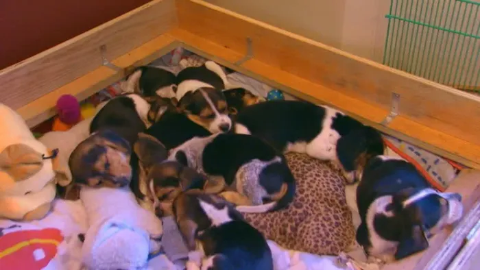 ? Seu Novo Beagle Espera por Você | Filhotes Disponíveis