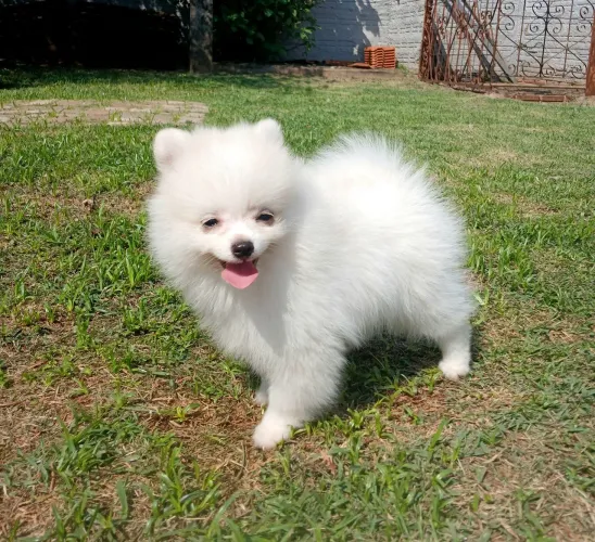 Filhotes de spitz alemão machos