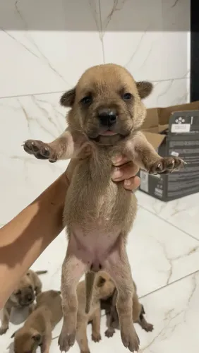Chow Chow com pitbull