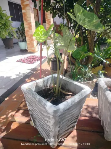 vaso de com plantaa.