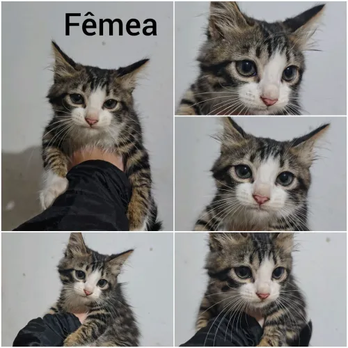 Gato angorá filhote