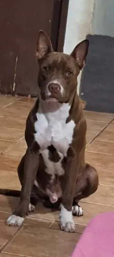 Doação de Pitbull manso e docil