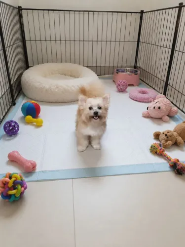 Machinho de lulu anão com Chihuahua micro pêlo longo!