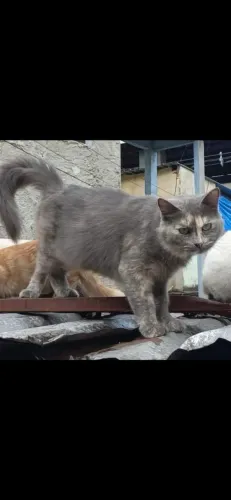 LInda Gata Cinza Mesclada para adoção - Rio de Janeiro