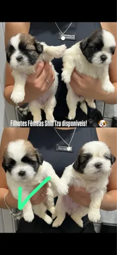 Shih tzu fêmea 