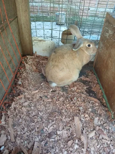 Vendo coelha adulta