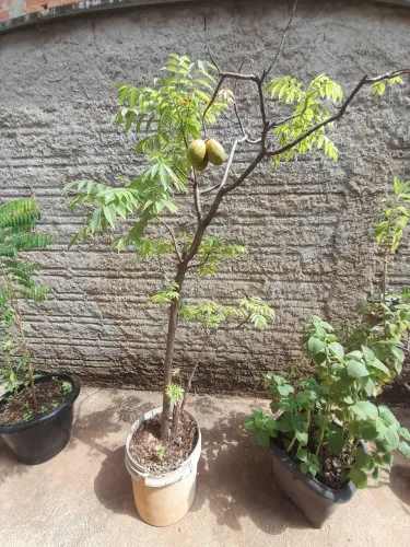 Vendo muda de mini cajá manga com frutos.