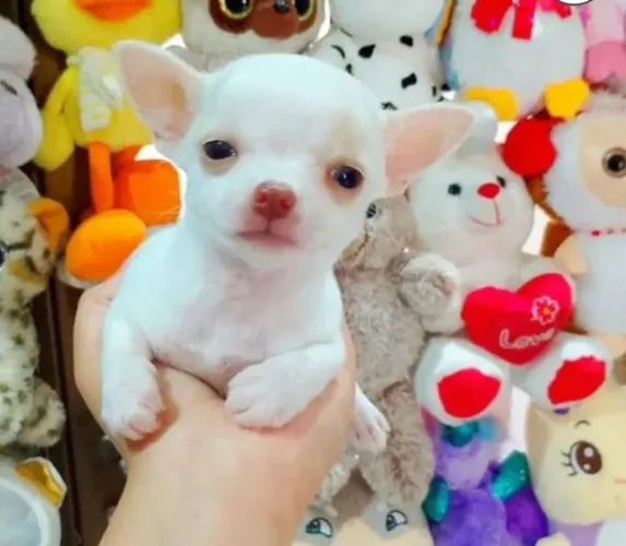 Chihuahua não é doação 
