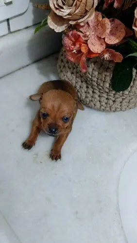 Lindas fêmeas de Pinscher bem pequenas