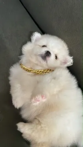 Lulu branco mine 2.500,00