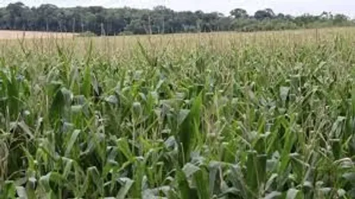 Arrendamos suas fazendas a Vista No PR 