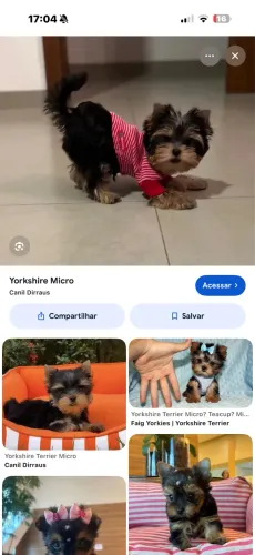 Yorkshire fêmea mini