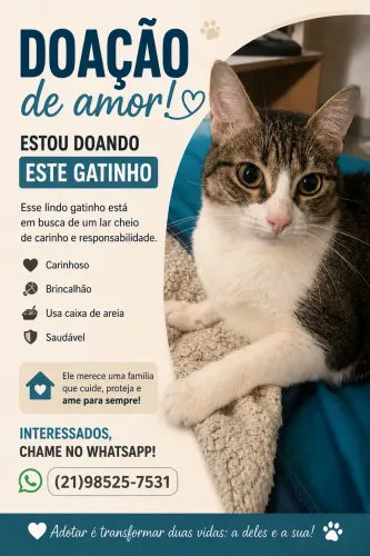 Gata fêmea doação 