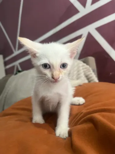 Doação gato