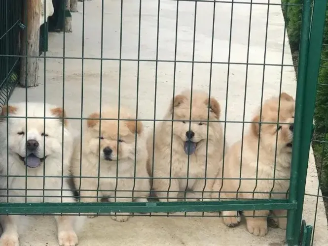 Filhotes de Chow Chow | Patinhas encantadoras.