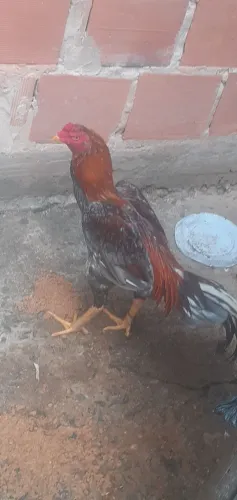 Frango de raça classificado 