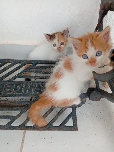 Doação de Gatos