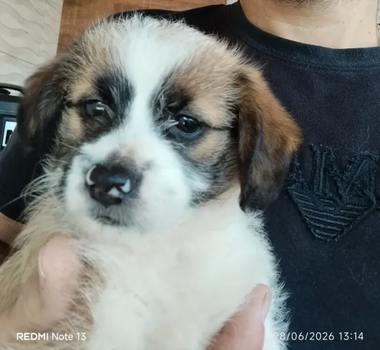 Filhote mistura de Shitzu e vira lata