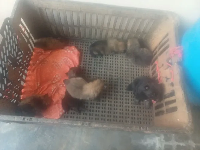 Animais cahorro