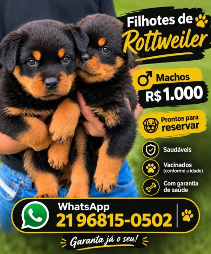 Rottweiler cabeça de touro somente machos raça pura
