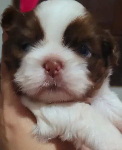 Filhote de shihtzu
