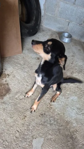 Doa-se cachorro macho (Joãozinho)