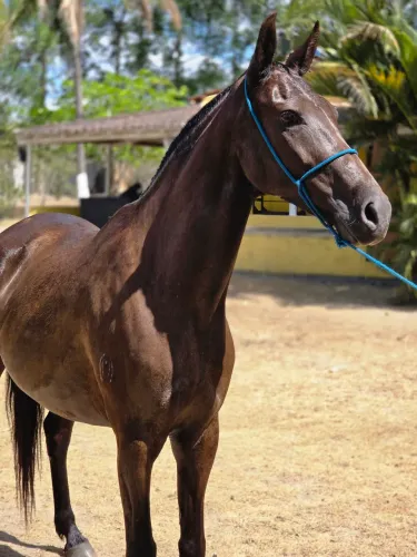 Égua preta Mangalarga Marchador registrada