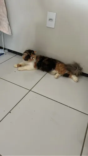 Gato persa 