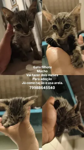 Adoção