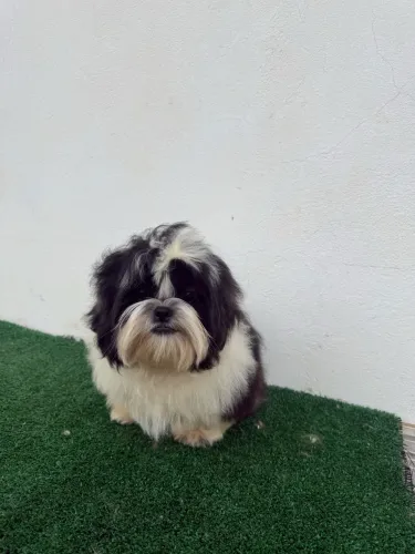 Shihtzu macho 5 meses