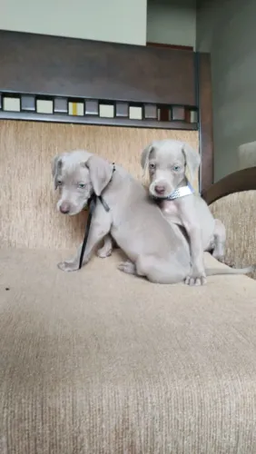 Belos Filhotes Weimaraner machos e fêmeas para reservar