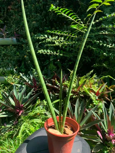 Planta