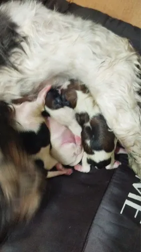 Filhote Shi tzu