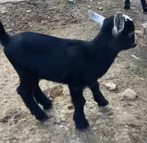 Mini Cabra fêmea 