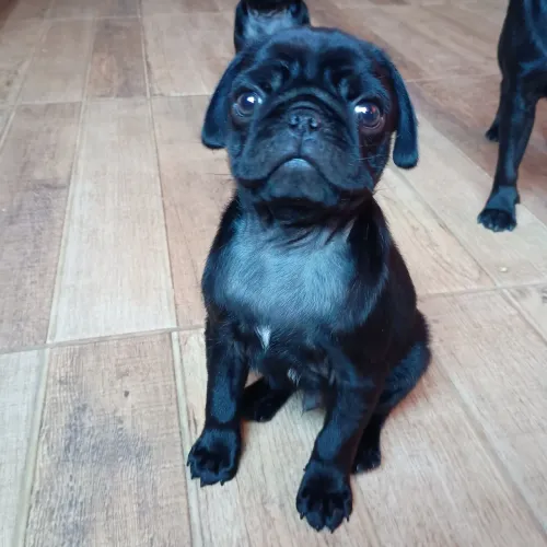 FILHOTES DE PUG MACHO
