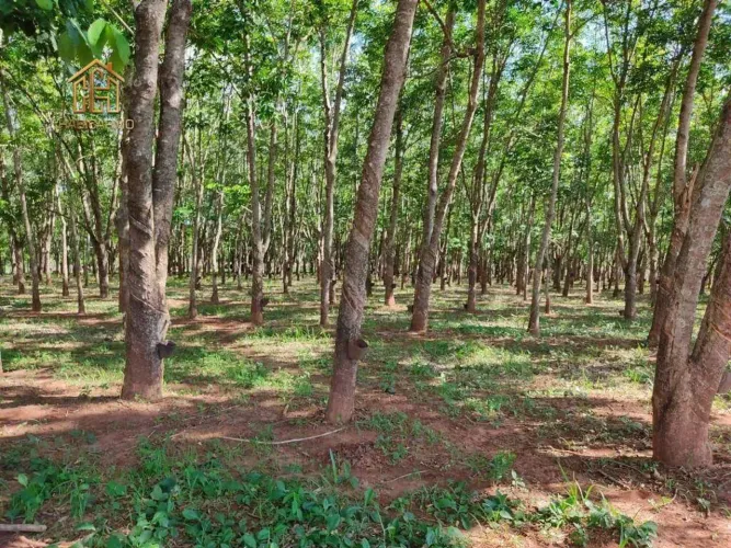 Sítio à venda, 242000 m² por R$ 2.200.000,00 - Zona Rural - Jales/SP