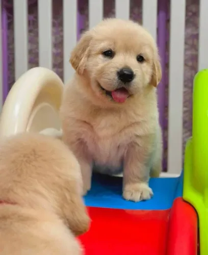Filhotes de Golden Retriever | Carinho verdadeiro todos os dias